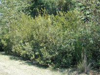 Wax Myrtle